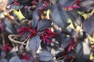 Looking for some unusual winter foliage colour.  Loropetalum is just the ticket