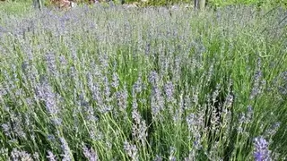 Lots and lots and lots of lovely Lavender