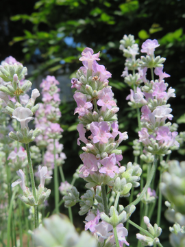 Lots of lavender in stock
