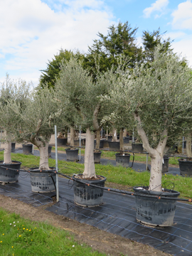 Lots of olive trees in stock