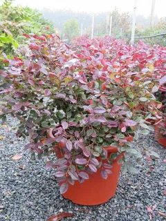 Love a Loropetalum