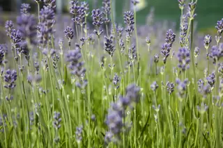Lovely Lavender 20% OFF - last week