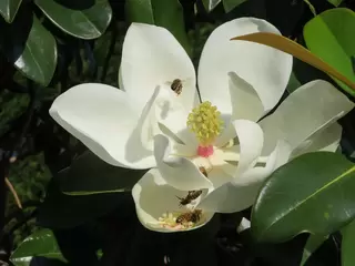 Magnificent Magnolia