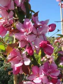 Magnificent Malus spring show