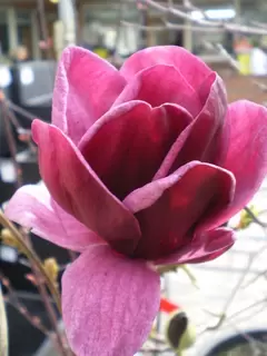 Magnolia Genie – Award winning