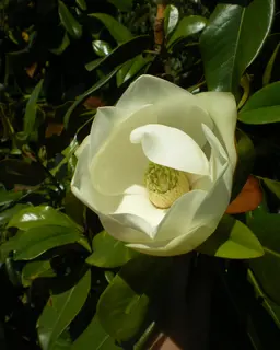 Magnolia grandiflora 'Galissoniere Praecox'