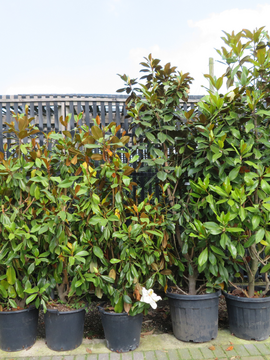 Magnolia grandiflora 'Galissoniere Praecox'