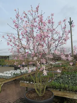 Magnolia x loebneri 'Leonard Messel'