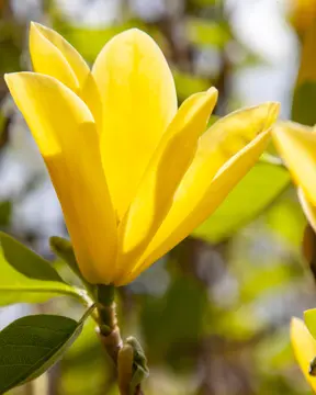 Magnolias – great for spring interest