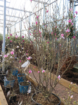 Magnolias in flower