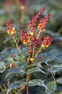 Mahonia.  A winter must have