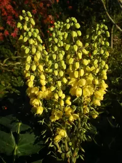 Mahonia – Marvellous winter structure