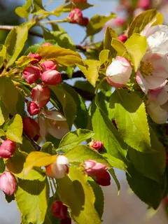 Malus, Malus, Malus