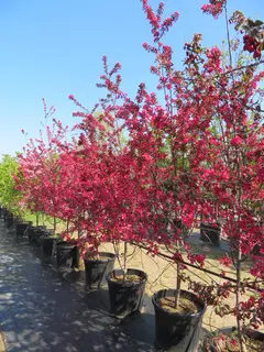 Malus 'Prairifire'