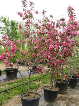 Malus ‘Rudolph’