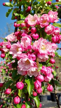 Malus Van Eseltine- jaw droppingly fantastic trees