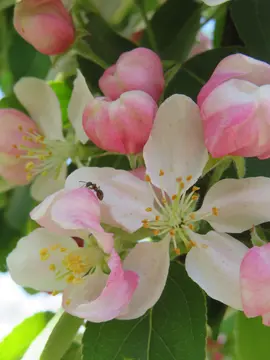 Malus x zumi 'Golden Hornet'