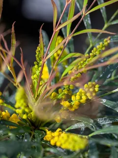 Marvellous Mahonia