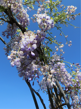 More than 30 varieties of Wisteria in stock
