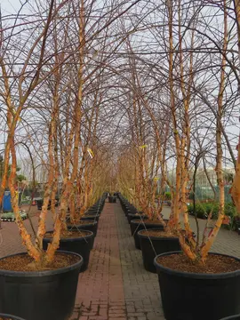 Multi-stemmed Betula nigra