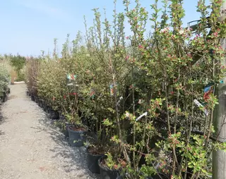 Must have a Malus Multi-stem