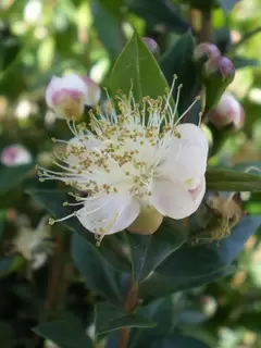 Myrtus.  Summer Scent