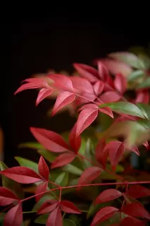 Nandina.  Magical Colour