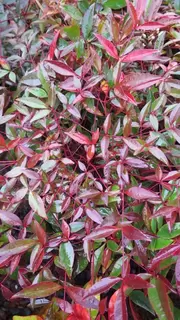 Nandina – such fabulous colour at this time of year. A valuable winter interest plant.