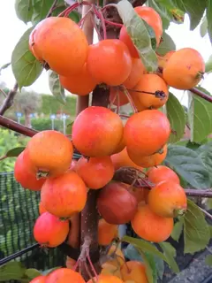 National Tree Week – Berry Interesting.  The Spotlight is on Malus