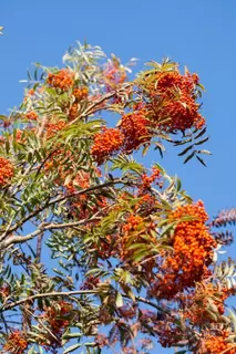 National Tree Week – Berry Interesting.  The Spotlight is on Sorbus