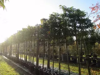 National Tree Week.  Screening Trees.  The Spotlight is on Pleached Trees.