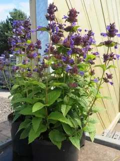 Nepeta Neptune – NEW to Provender Nurseries