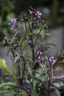 New and rather cute – Verbena officinalis Bampton