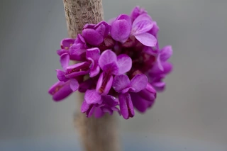 NEW Cercis chinensis Diane