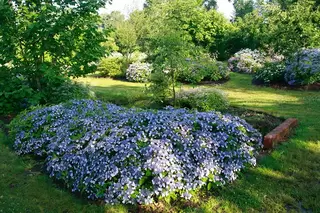 NEW - Hydrangea serrata Magic Pillow