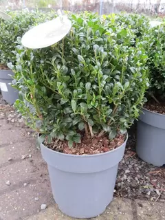 New Ilex Luxus Series