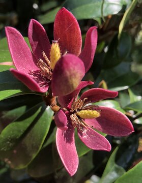 NEW Magnolia Stellar Ruby