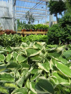 NEW STOCK - HOSTAS