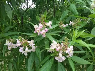 Now For Something A Little Different.  Chitalpa taskentensis ‘Pink Dawn’