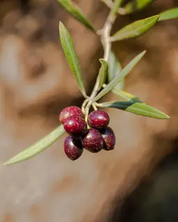 Olives are in