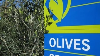 Olives - loads of options in stock
