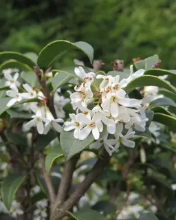 Osmanthus x burkwoodii