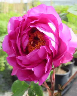 Paeonia