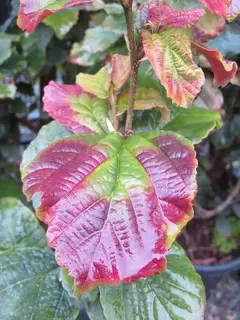 Parrotia for small gardens