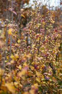 Parrotia – Perfect Autumn Colour