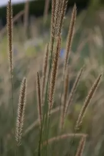 Pennisetum macrourum – NEW to Provender Nurseries