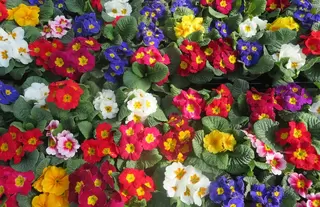 Perfect Primula