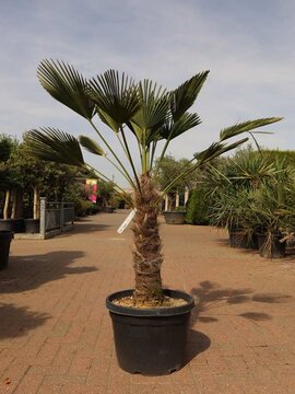 Perfect weather for Palms