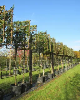 Personal tree tagging with our resident tree experts