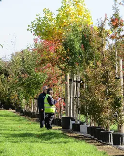 Personal tree tagging with our resident tree experts